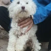 سگ خانگی سگ گوسفندی