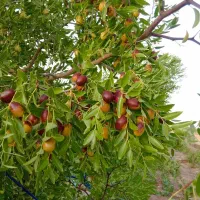 نهضت-ملی-پاسداران-همکف
