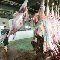 طرح مصرف خانوار1عدد*هرسرپرست دام زنده تضمینی