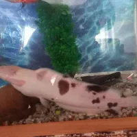 کت آفریقایی