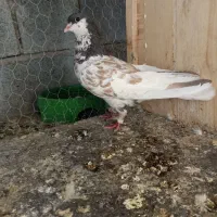 یال قهوه ای|پرنده|کوه چنار, |دیوار