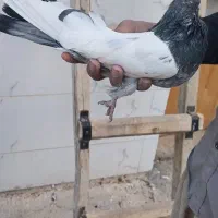 کبوتر|پرنده|کبودرآهنگ, |دیوار