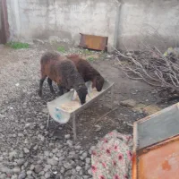 فروش دو عدد بره نر و ماده