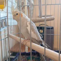 عروس هلندی ماده