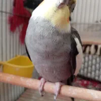 فروش عروس هلندی