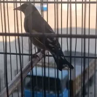 سهره نر درجه یک|پرنده|فردیس, شهرک ۱۱۰|دیوار