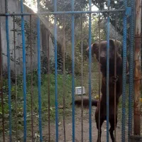 ماده اشپیتز|سگ|گرگان, |دیوار