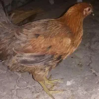 مرغ محلی