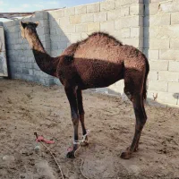 بچه شتر