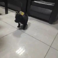 سگ پامر / شینزو