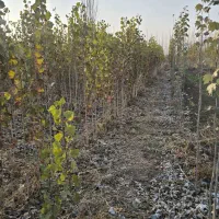 صنوبر به تعداد ۲۰۰۰ عدد