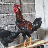 خروس دورگ محلی