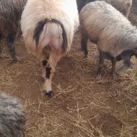 یک راس قوچ چاق داشتی وقصابی