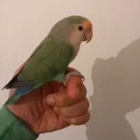 کوتوله دستی معاوضه پاد