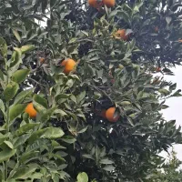 ۵۰۰ کیلو تامسون