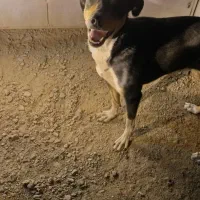 سگ دوبرمن ماده