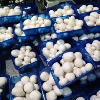 پخش عمده قارچ فله و بسته بندی|عمدهفروشی|قم, بوستان علوی|دیوار