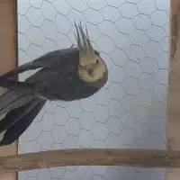 معاوضه با ملنگو|پرنده|کرمان, |دیوار