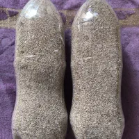 بذر دارو گیاهی