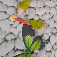 ا تعداد ۵عدد گرینچیک سخنگو و رام آواز خوان  ۱عدد|پرنده|طبس, |دیوار