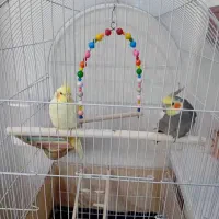 جوجه عروس هلندی و عروس هلندی جفت|پرنده|کرج, حصارک بالا|دیوار