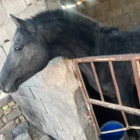 اسب|اسب و تجهیزات اسب‌سواری|مبارکه, |دیوار