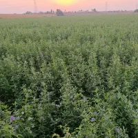 نیروی کار خانم