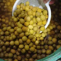 زیتون کنسروی