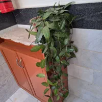 گل هویا آلبوکارنوزا