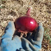 پیاز قرمز بنابی