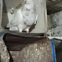کبوتر طوقی