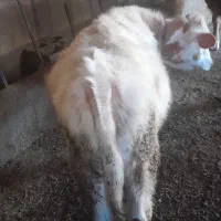 گوساله نر سیمینتال|حیوانات مزرعه|ملکان, |دیوار