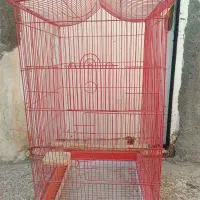 کلاغ و قفس مرغ مینا|پرنده|شوشتر, |دیوار