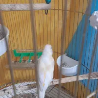 قناری ماد مست|پرنده|مشهد, رضاییه|دیوار