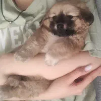 فروش سگ پامر