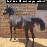اسب مادیان مشکی مخصوص مشکی بازا|اسب و تجهیزات اسب‌سواری|تهران, آرارات|دیوار