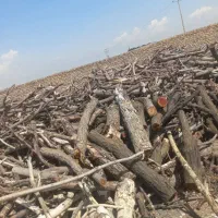 چوب کنده درخت