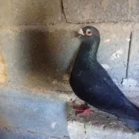 پلاکی|پرنده|اصفهان, بهارستان (مخابرات)|دیوار