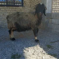 میش آبستن داشتی