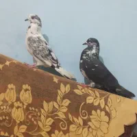 کبوتر|پرنده|خاش, |دیوار