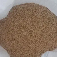 گندم بذری دیم|عمدهفروشی|فرمهین, |دیوار