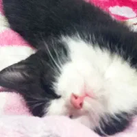 واگذاری گربه