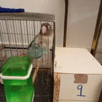 یک عدد کوتوله فول دستی حرف میزند