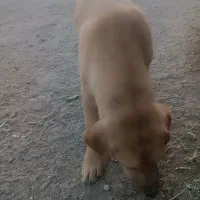 سگ پا کوتاه|سگ|مشهد, شهرک مهر آباد|دیوار