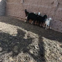 سه بز و یک بز غاله به شرط|حیوانات مزرعه|فردوس (خراسان), |دیوار