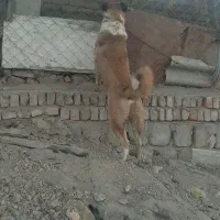 سگ گله ای فول انرژی|سگ|صحنه, |دیوار