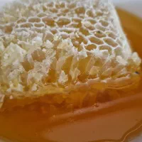 محصولات گوسفندی