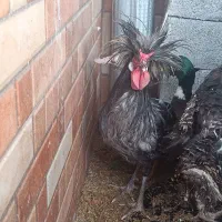 مرغ و خروس زینتی