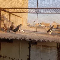 فروش کبوتر|پرنده|شیراز, امام حسین|دیوار