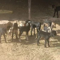 کهره شیری و بره شیری|حیوانات مزرعه|شیراز, بید زرد|دیوار